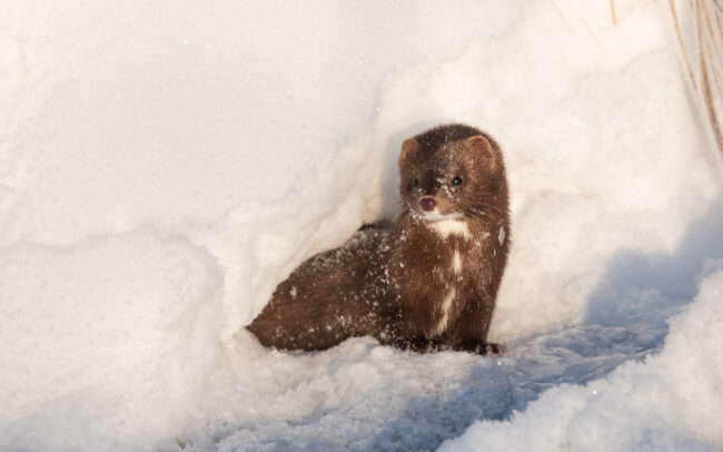 American Mink • Northern Minnesota