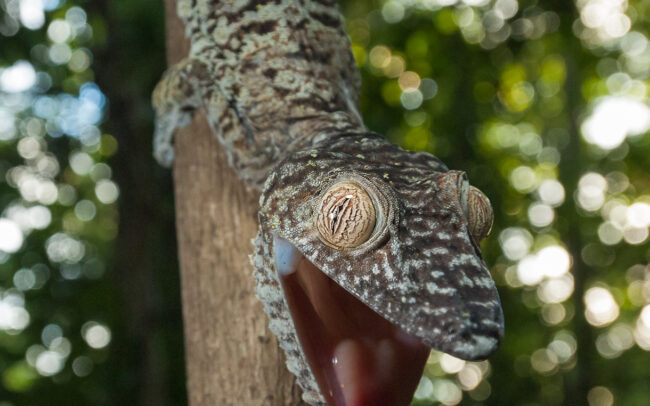 Giant Leaf-Tailed Gecko • Nosy Mangabe, Madagascar