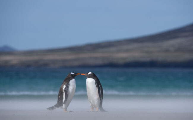 Gentoo Penguins, Saunders Island, Falkland Islands