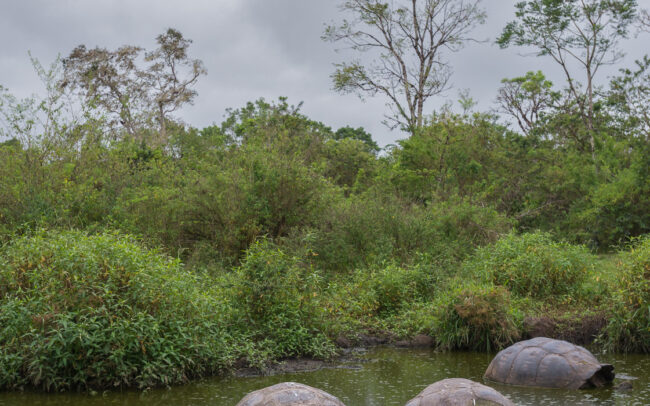 Galápagos Giant Tortoises • Santa Cruz Highlands, Galápagos Islands, Ecuador