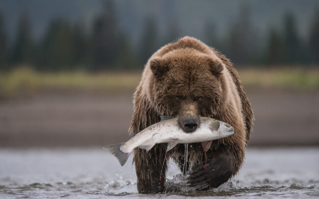 Coastal Brown Bear • Lake Clark National Park, Alaska