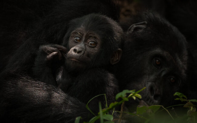 Mountain Gorilla • Bwindi National Park, Uganda