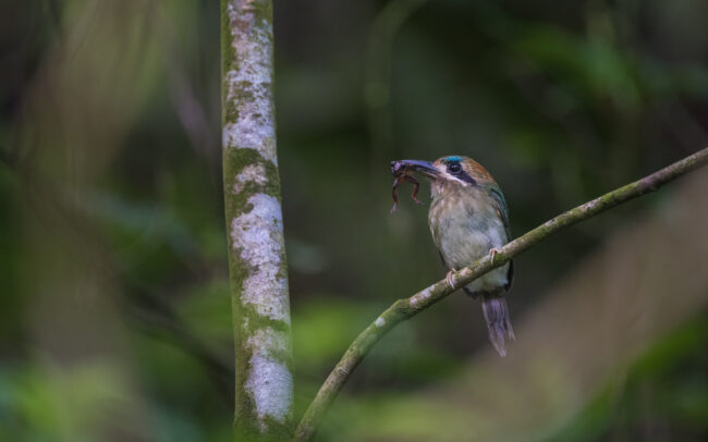 Tody Motmot • El Valle, Panama