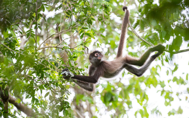 Black-Handed Spider Monkey • Punta Laguna Nature Reserve, Mexico