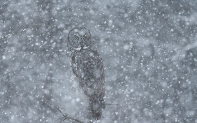 Great Grey Owl • Northern Minnesota