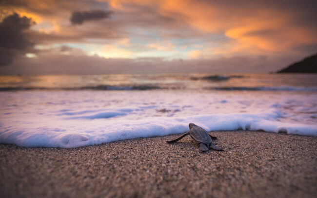 Leatherback Turtle Hatchling • Trinidad