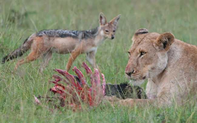 Lion and Black-Backed Jackal • Olare Orok Conservancy, Kenya