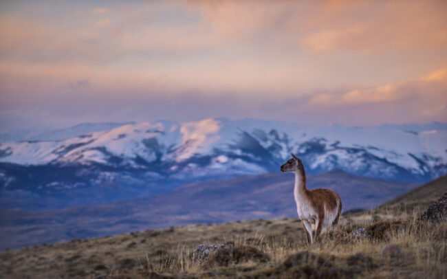 Guanaco • Torres Del Paine National Park, Chile