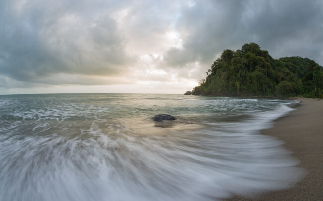 Leatherback Turtle • Trinidad