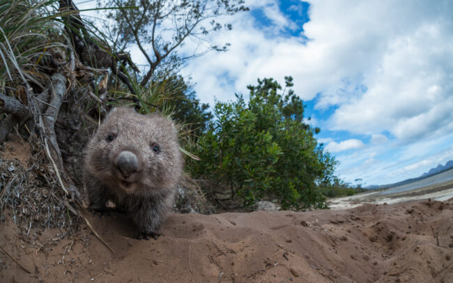 Wombat • Coles Bay, Tasmania, Australia