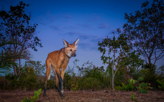 Maned Wolf • Piaui State, Brazil
