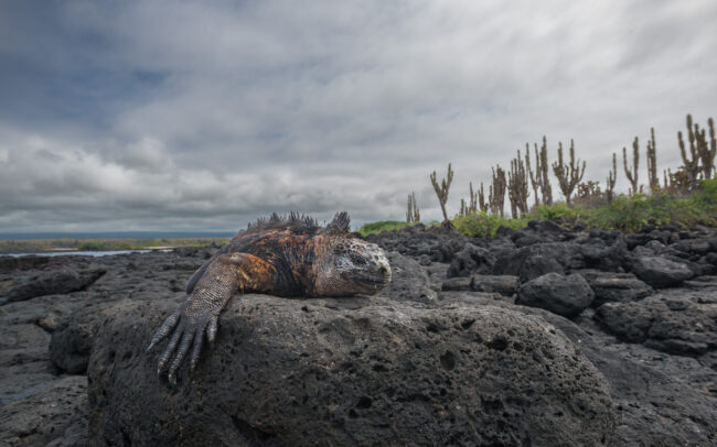 Marine Iguana • La Fe Island, Galápagos Islands, Ecuador