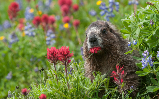 Hoary Marmot • Mount Rainier National Park, Washington