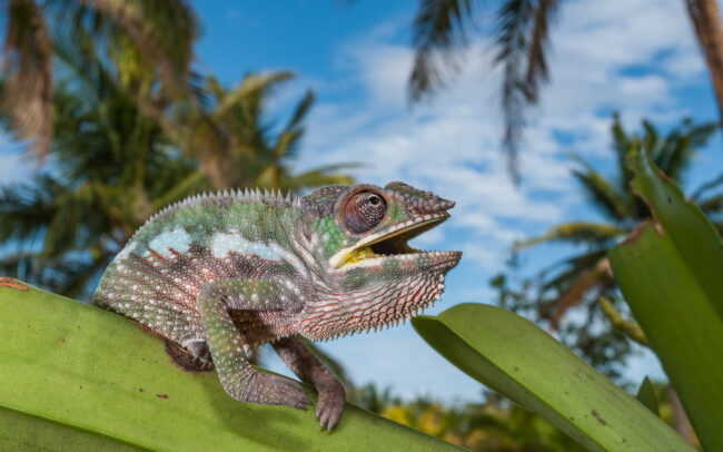 Panther Chameleon • Maroantsetra, Madagascar