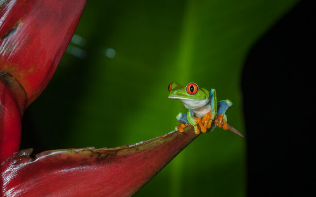Red-Eyed Tree Frog • Tortuguero National Park, Costa Rica