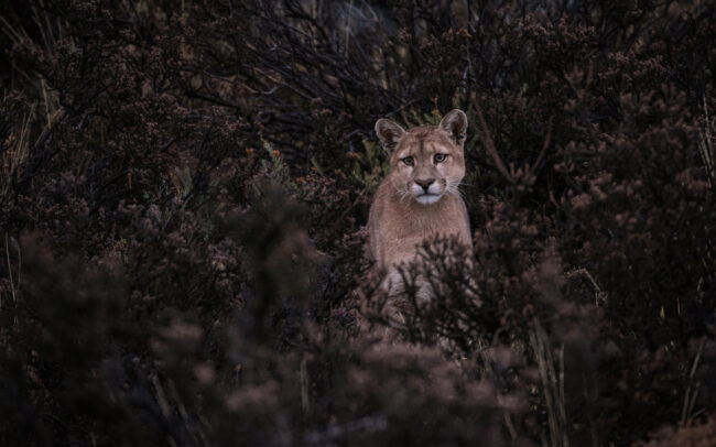 Puma • Torres Del Paine National Park, Chile
