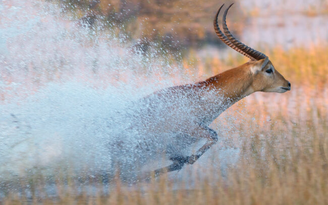 Red Lechwe • Okavango Delta, Botswana