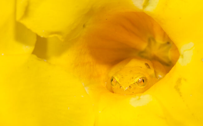 Madagascan Reed Frog • Maroantsetra, Madagascar