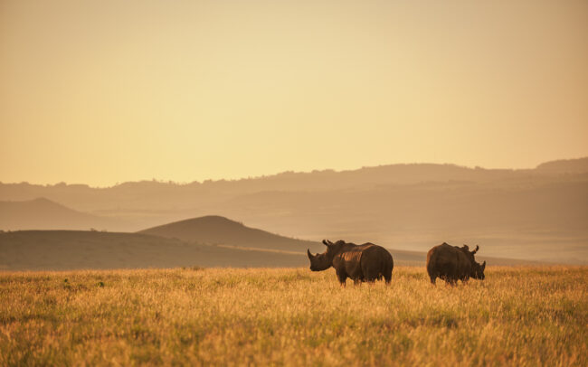 Rhinoceros • Lewa Wildlife Conservancy, Kenya
