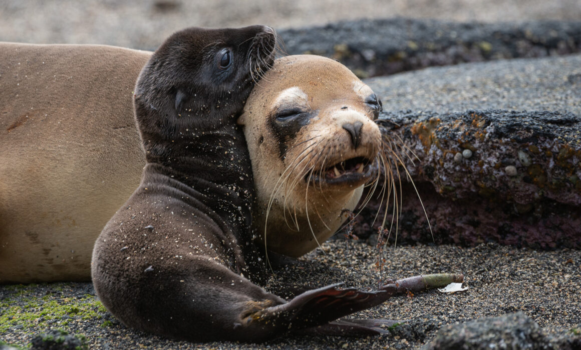 Galápagos Sea Lions, Fernandina Island, Galápagos Islands, Ecuador