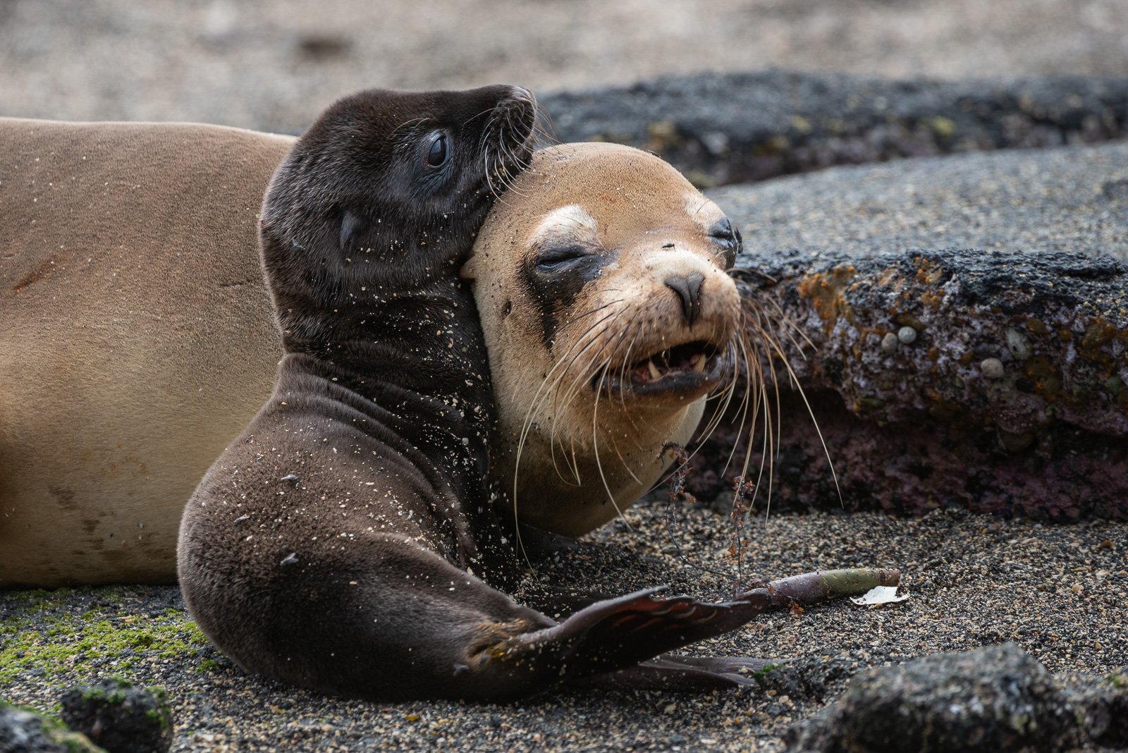 Galápagos Sea Lions, Fernandina Island, Galápagos Islands, Ecuador