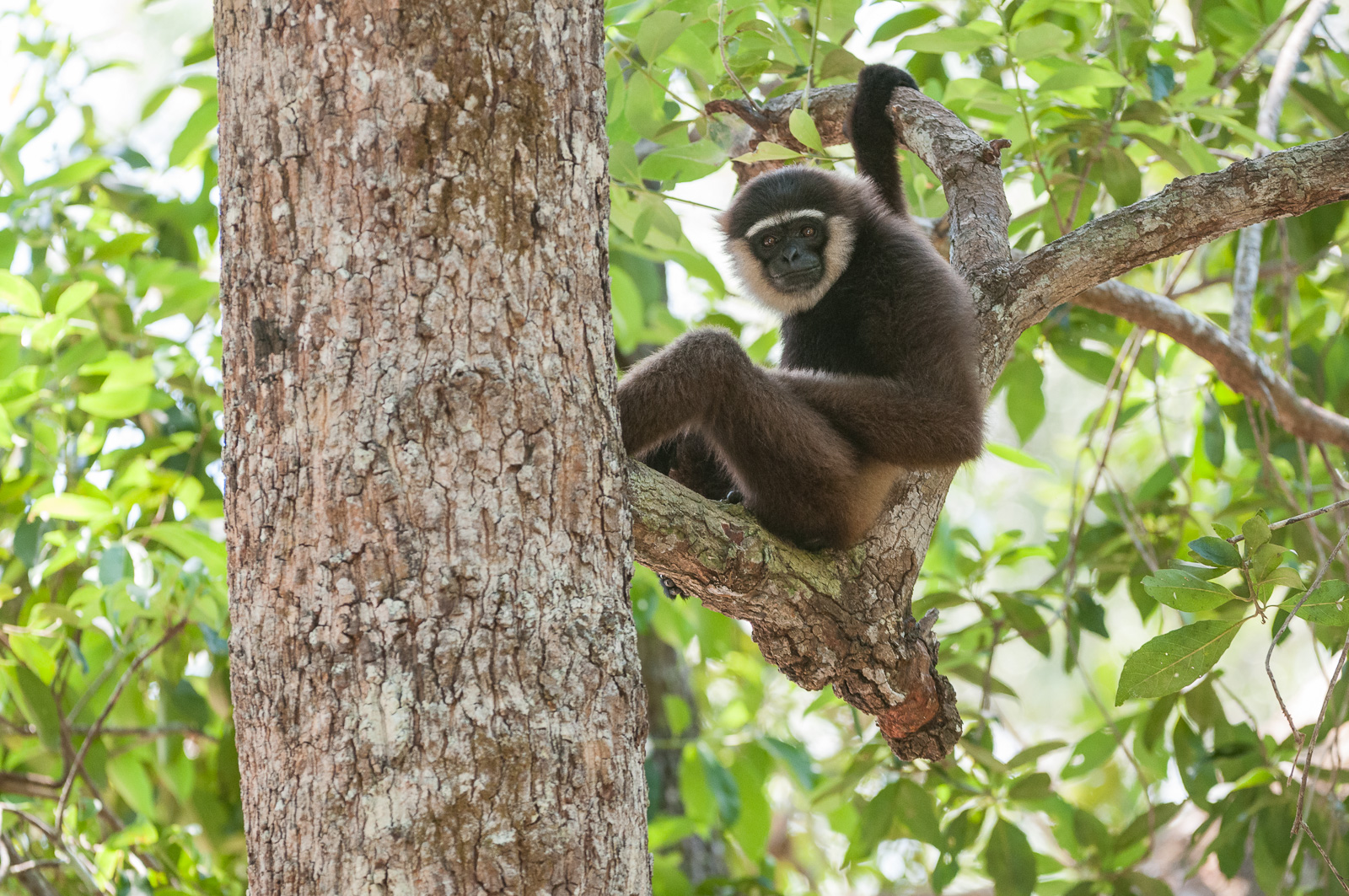 Black-Handed Gibbon, Indonesian Borneo