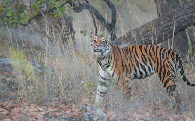 Bengal Tiger • Bandhavgarh National Park, India
