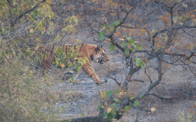 Bengal Tiger • Bandhavgarh National Park, India