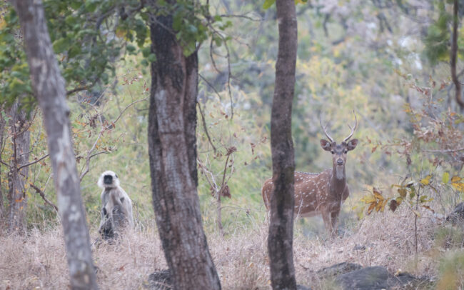 Spotted Deer and Hanuman Langur • Bandhavgarh National Park, India