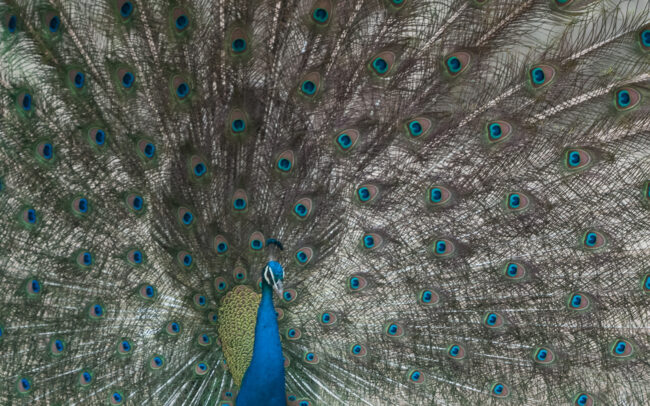 Blue Peacock • Bandhavgarh National Park, India