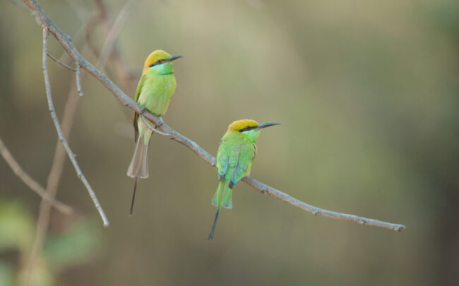 Green Bee Eaters • Bandhavgarh National Park, India