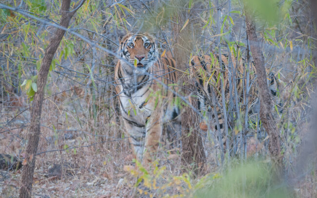 Bengal Tiger • Bandhavgarh National Park, India