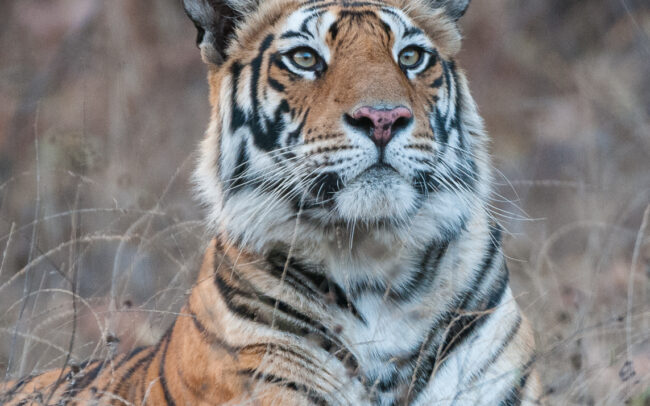 Bengal Tiger • Bandhavgarh National Park, India