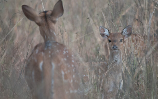 Spotted Deer • Bandhavgarh National Park, India