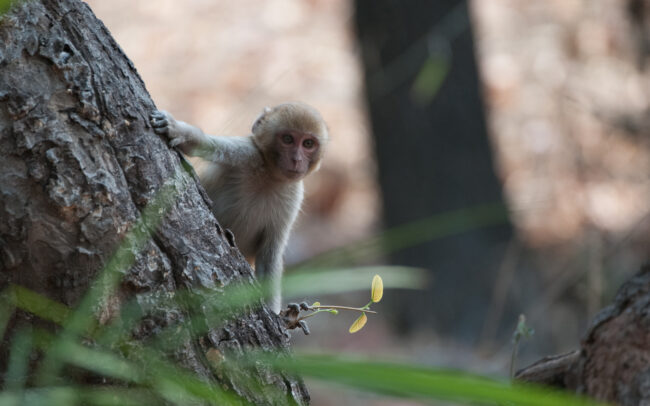 Rhesus Macaque • Bandhavgarh National Park, India