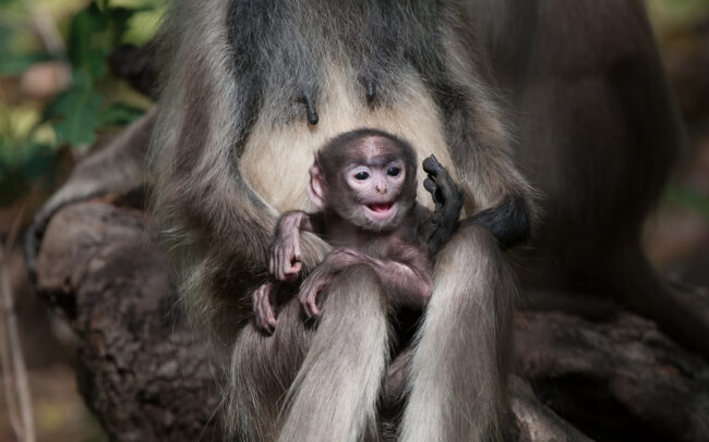 Hanuman Langur Baby • Kanha National Park, India