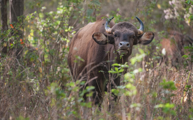Gaur • Kanha National Park, India