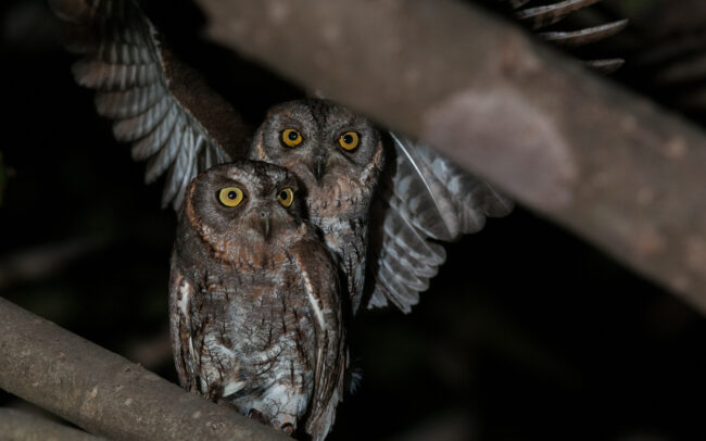 Oriental Scops Owls Mating • Kanha National Park, India