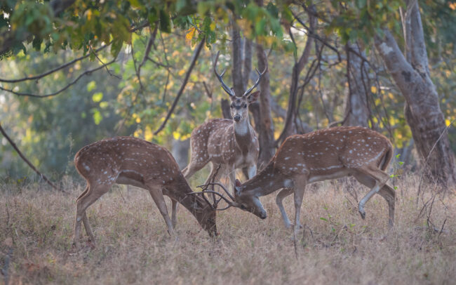 Spotted Deer Fight • Kanha National Park, India