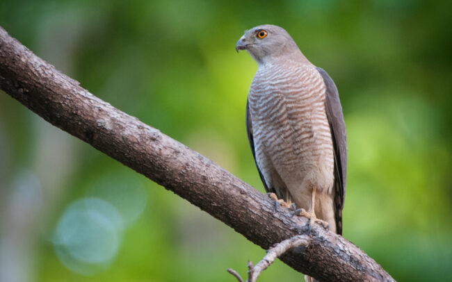 Shikra • Kanha National Park, India