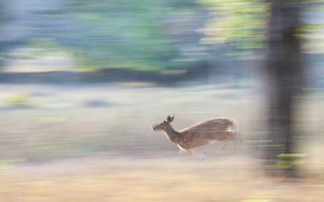 Spotted Deer • Bandhavgarh National Park, India