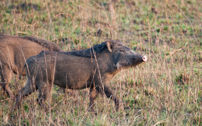 Wild Boar • Kanha National Park, India
