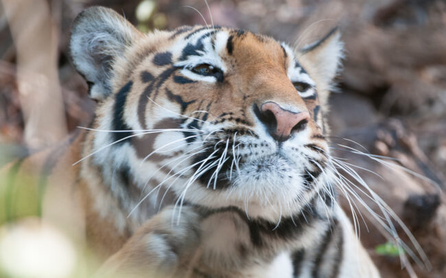 Bengal Tiger • Kanha National Park, India