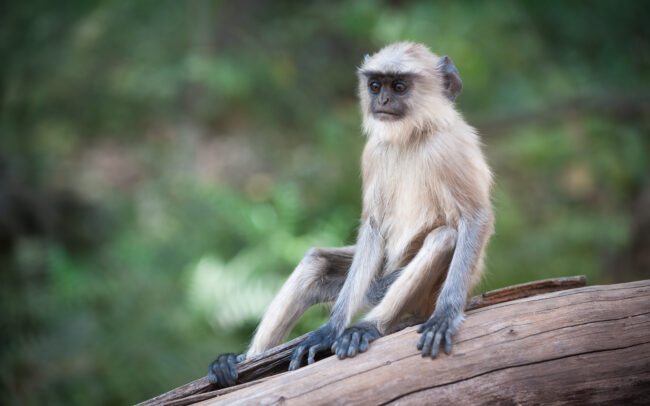 Hanuman Langur • Bandhavgarh National Park, India