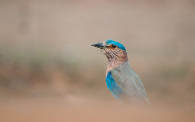 Indian Roller • Bandhavgarh National Park, India