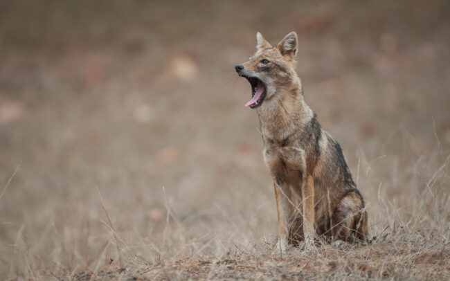 Golden Jackal • Bandhavgarh National Park, India
