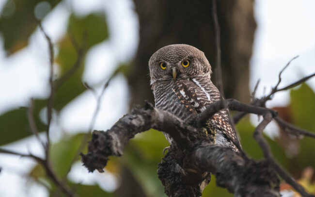 Barred Jungle Owlet • Bandhavgarh National Park, India