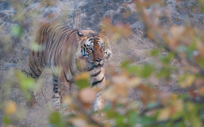 Bengal Tiger • Bandhavgarh National Park, India