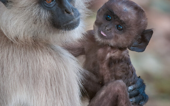 Hanuman Langur Mother and Baby • Kanha National Park, India