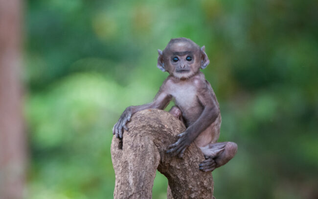 Young Hanuman Langur • Bandhavgarh National Park, India